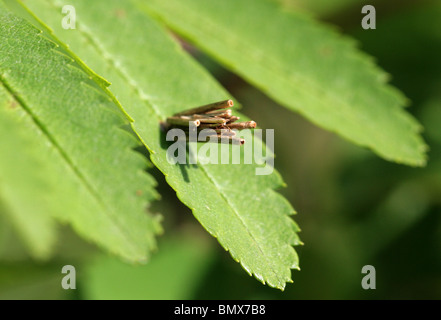 Bagworm Moth, Psyche casta, Psychidae, Lepidoptera.  Larva in Case Stock Photo