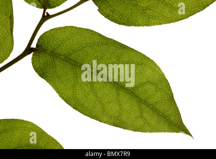 Green plant leaves on a branch, white background Stock Photo