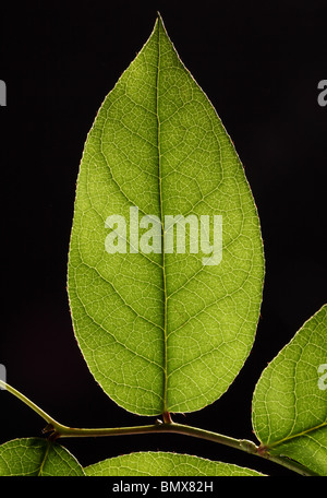Green plant leaf on a branch, black background Stock Photo
