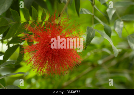 Massed stamens of powder puff tree flower Calliandra haematocephala Stock Photo