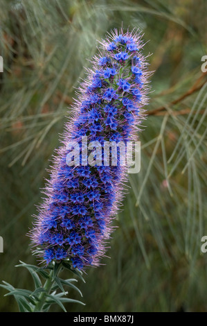 Pride of Madeira Echium candicans showing spiral arrangement of blue flowers on tall spike Stock Photo