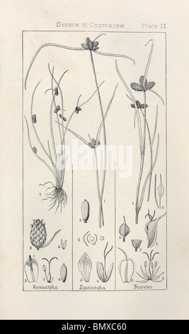 Botanical print from Manual of Botany of the Northern United States, Asa Gray, 1889. Plate II, Genera of Cyperacea Stock Photo