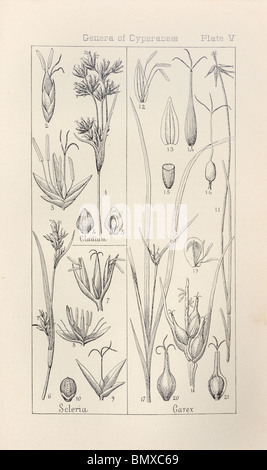 Botanical print from Manual of Botany of the Northern United States, Asa Gray, 1889. Plate V, Genera of Cyperaceae. Stock Photo