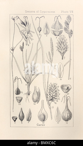 Botanical print from Manual of Botany of the Northern United States, Asa Gray, 1889. Plate VI, Genera of Cyperaceae. Stock Photo