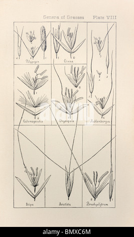 Botanical print from Manual of Botany of the Northern United States, Asa Gray, 1889. Plate VIII, Genera of Grasses. Stock Photo