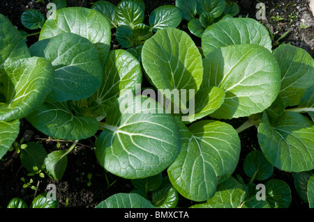 White stem Bok choy scientific name Brassica rapa Chinensis Stock Photo