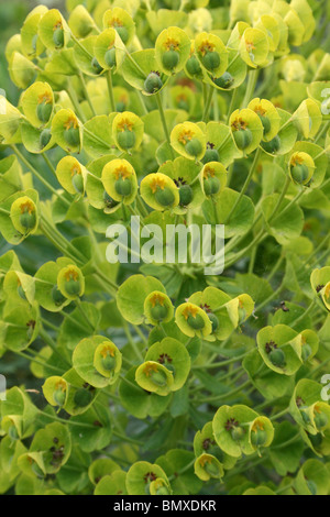 Spurge Euphorbia sp Taken at Ness Botanic Gardens, Wirral, UK Stock Photo