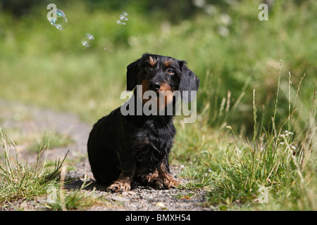 Wire-haired Dachshund, Wire-haired sausage dog, domestic dog (Canis lupus f. familiaris), male sitting on a field path watching Stock Photo
