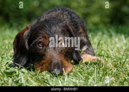 Wire-haired Dachshund, Wire-haired sausage dog, domestic dog (Canis lupus f. familiaris), lying flat in the grass looking to th Stock Photo