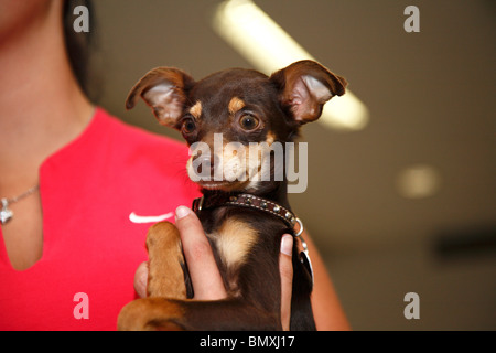 Miniature Pinscher (Canis lupus f. familiaris), woman holding a dog in one hand Stock Photo