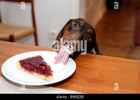Short-haired Dachshund, Short-haired sausage dog, domestic dog (Canis lupus f. familiaris), licking the cream from a plate with Stock Photo