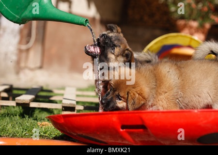 Icelandic Sheepdog (Canis lupus f. familiaris), two whelps drinking from a water jet coming out of a watering can with which so Stock Photo