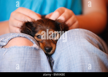 Long-haired dachshund, Long-haired sausage dog, domestic dog (Canis lupus f. familiaris), 6 weeks old long-haired miniature sau Stock Photo