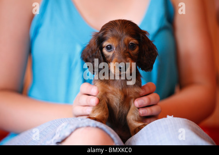 Long-haired dachshund, Long-haired sausage dog, domestic dog (Canis lupus f. familiaris), 6 weeks old long-haired miniature sau Stock Photo