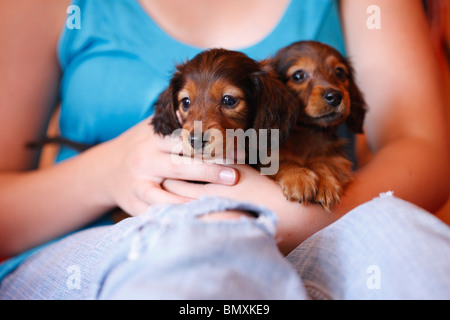 Long-haired dachshund, Long-haired sausage dog, domestic dog (Canis lupus f. familiaris), two 6 weeks old long-haired miniature Stock Photo