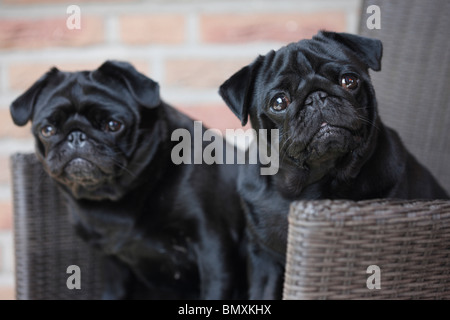 Pug (Canis lupus f. familiaris), two animals sitting in a wicker chair on the terrasse Stock Photo
