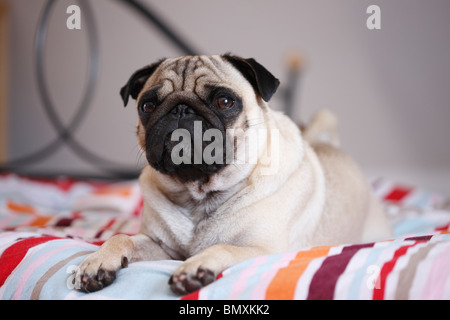 Pug (Canis lupus f. familiaris), lying at the edge of a bed Stock Photo