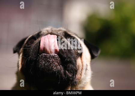 Pug (Canis lupus f. familiaris), licking its nose Stock Photo