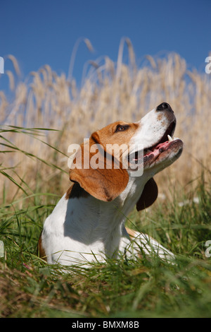 Beagle (Canis lupus f. familiaris), sitting in the grass at the edge of a ripe grain field looking up Stock Photo