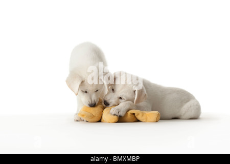 Two cute white puppies playing with a toy on white background Stock Photo
