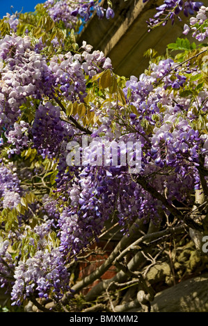 Close up of purple wisteria flower flowers plant climbing on a house wall England UK United Kingdom GB Great Britain Stock Photo