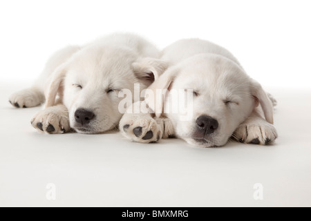 Two cute white puppies sleeping on white background Stock Photo - Alamy