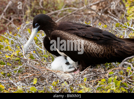 A Magnificent Frigatebird on her nest with a chick on North Seymour Island in the Galapagos Islands Stock Photo