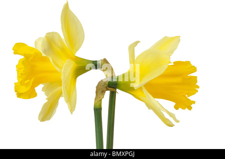 Daffodils on white Stock Photo