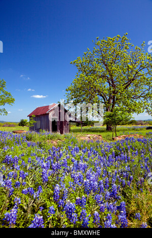 Abandoned building ruins with bluebonnet wildflowers in the hill country at Pontotoc, Texas, USA. Stock Photo