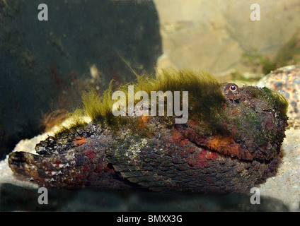 Reef stonefish / Synanceia verrucosa Stock Photo
