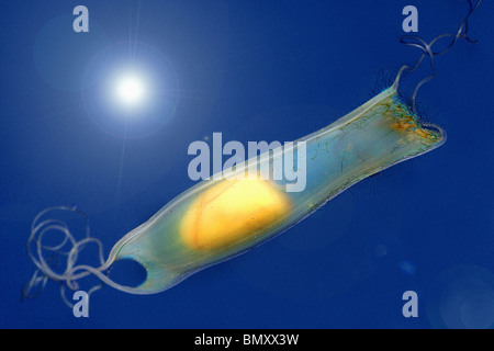 small-spotted catshark - egg in an egg case / Scyliorhinus canicula Stock Photo