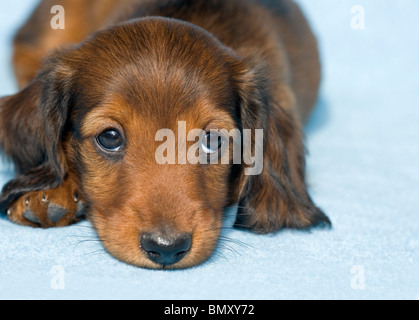 long-haired miniature dachshund puppy lying