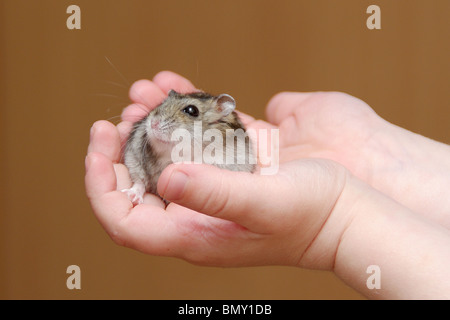 Cute little hamster in child's hands Stock Photo