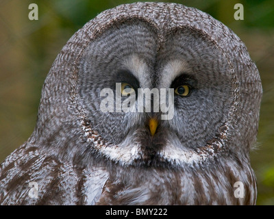 A close up of a Great Grey Owl