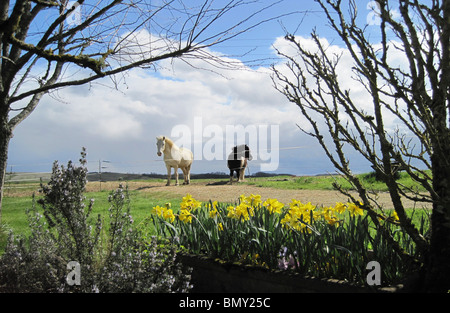 Two ponies, the smaller one a rugged Shetland, in a field framed by Spring daffodils and trees Stock Photo