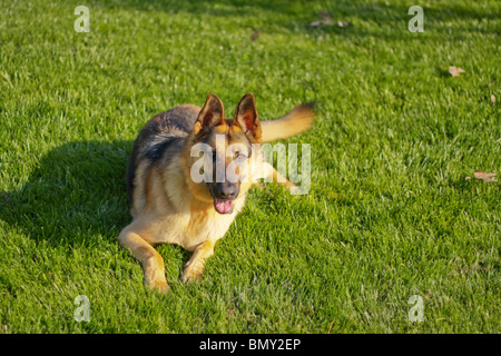 german sheperd dogs Stock Photo