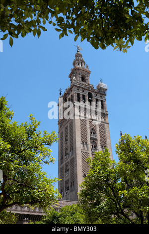 The Giralda tower at Seville's cathedral seen from the Patio de los Naranjos or Orange Tree Courtyard Andalucia Spain Europe Stock Photo