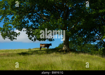 Cow in the shade of a tree, near Lake Windermere, Lake District National Park, Cumbria, England UK Stock Photo