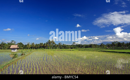 Terraced rice paddies near Ubud, Bali, Indonesia. Many of the fields have been planted with young shoots Stock Photo