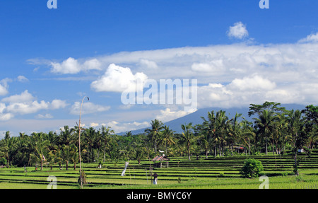 Terraced rice paddies near Ubud, Bali, Indonesia. The volcano, Mount Agung, can be seen rising into the clouds. Stock Photo