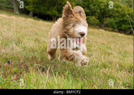 young half breed dog running meadow Stock Photo