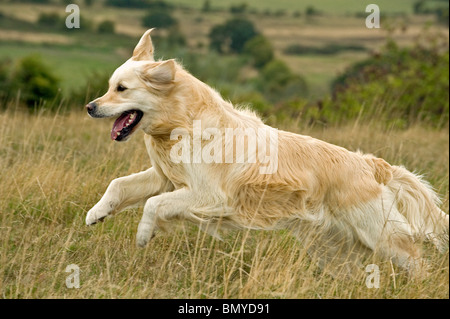 Golden Retriever dog running Stock Photo