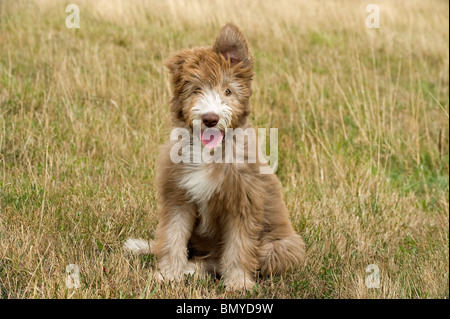 Mixed-breed dog (Bearded Collie x ?). Puppy sitting on a meadow Stock Photo