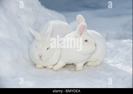 Vienna White Rabbit. Two adults in snow Stock Photo