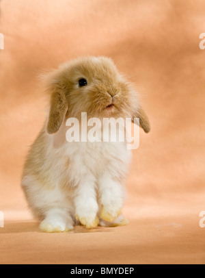 young lion-headed dwarf rabbit begging Stock Photo