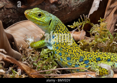 The Eyed lizard female from spain. Timon Lepidus (formerly Lacerta lepida) Stock Photo