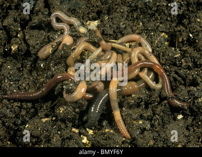 A tangled mass of earthworms on the soil surface Stock Photo