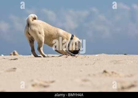 pug puppy digging the sand Stock Photo