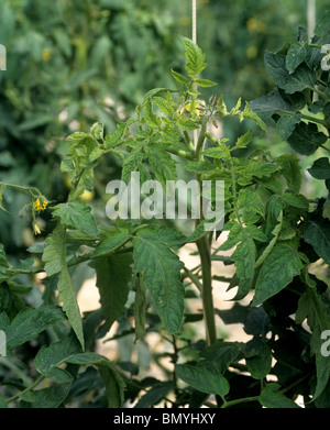 Tomato yellow leaf curl virus (TYLVCV) symptoms on a tomato plant under glass Stock Photo