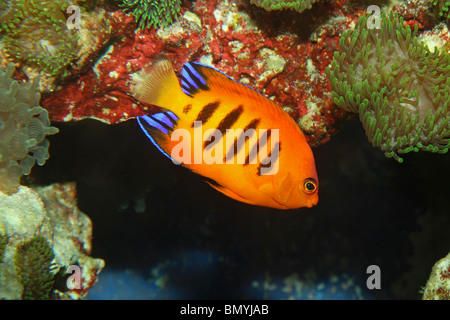 Flame Angelfish / Centropyge loriculus Stock Photo